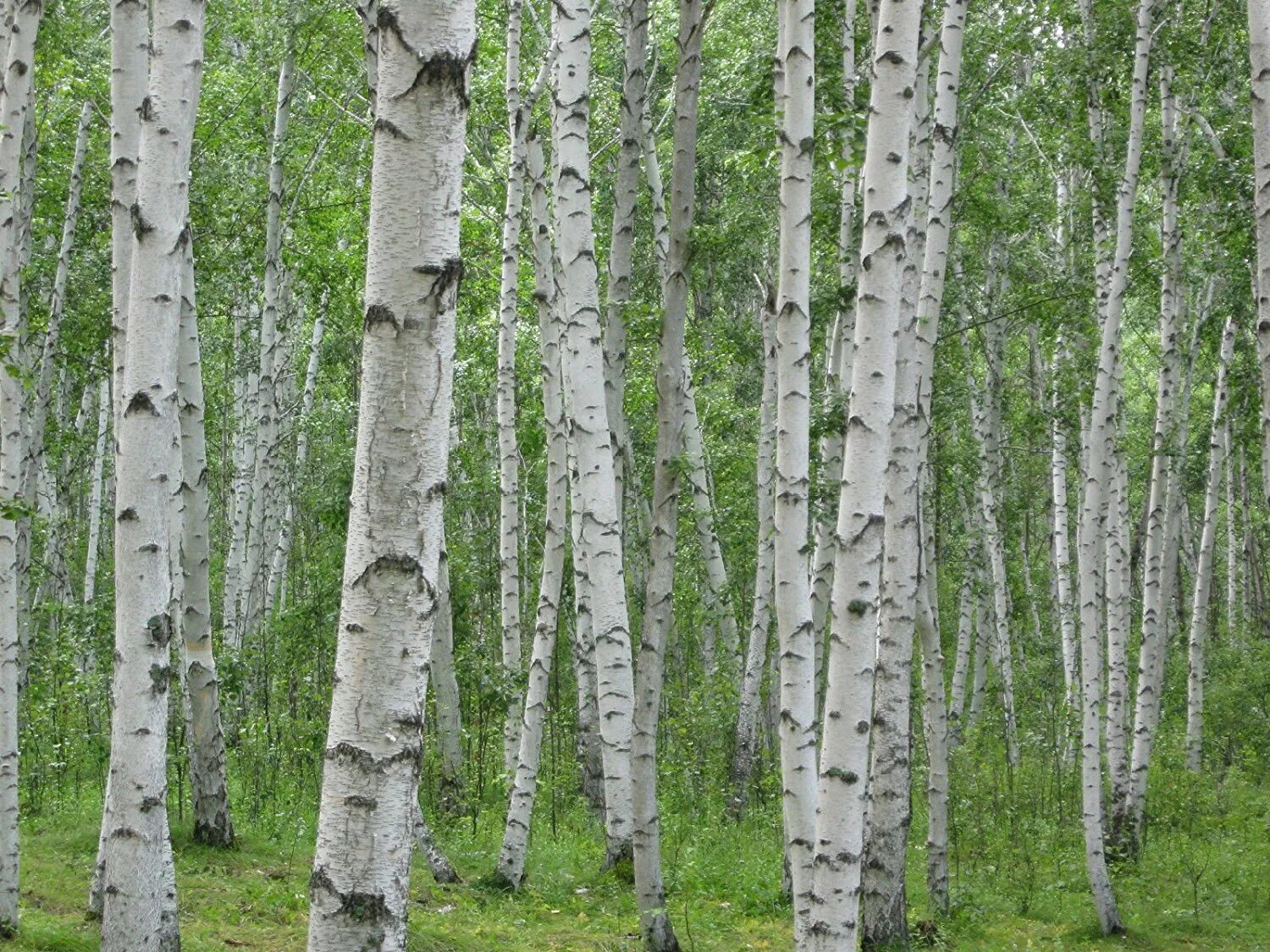 Birch цены