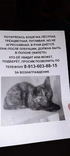 Потерять кошку