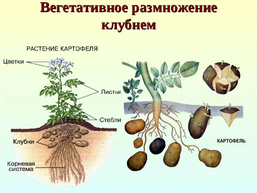 Как называется размножение. Вегетативное размножение клубни семенами. вегетативное размножение (клубнями, корневищами). размножение корневыми клубнями. метод размножения растений клубни.