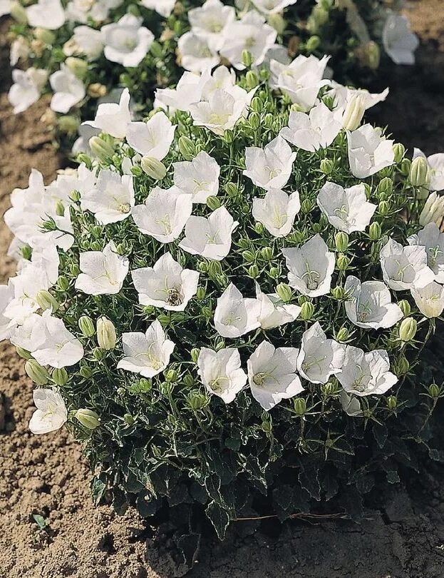 Колокольчик Карпатский Pearl White. Колокольчик Карпатский (Campanula Carpatica). Колокольчик Карпатский (Campanula Carpatica `Pearl White`). Колокольчик Карпатский Avida White.