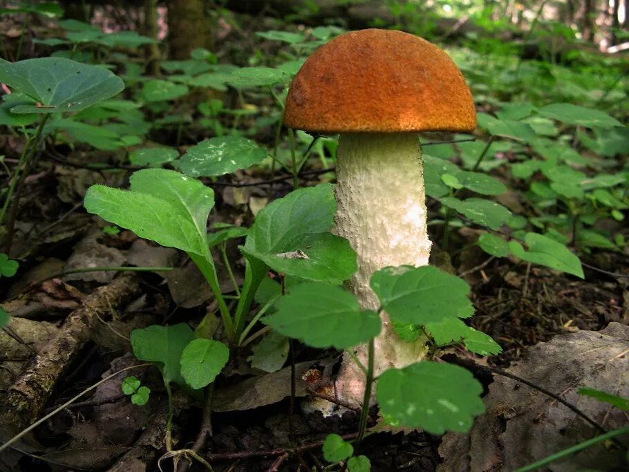 Подосиновик темнеет. Подосиновик дубовый. подберезовик белоножковый. leccinum alaskanum. подосиновик белоножковый.