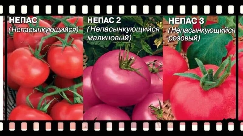 Томат сорт непас отзывы. Томат непас 6. томат непас 6 (непасынкующийся красный с носиком) f1. томат непас 3. томат непас 13.