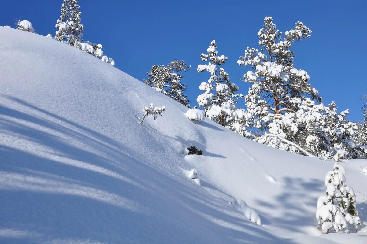 лес под белым покрывалом. белым покрывалом января 2023 года. зима под белым покрывалом. группа сладкий сон, сергей васюта - на белом покрывале января. на белом белом покрывале.