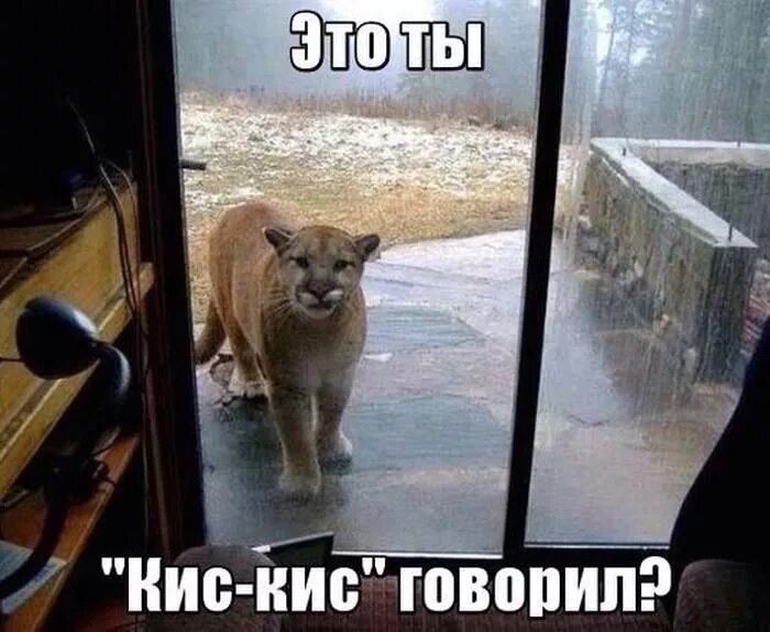 Саня открой дверь. Саня открой кот. Сань саня открой. Саня открой дверь. Саня открой дверь.