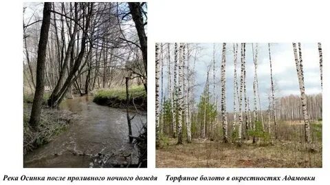 Речка осинка