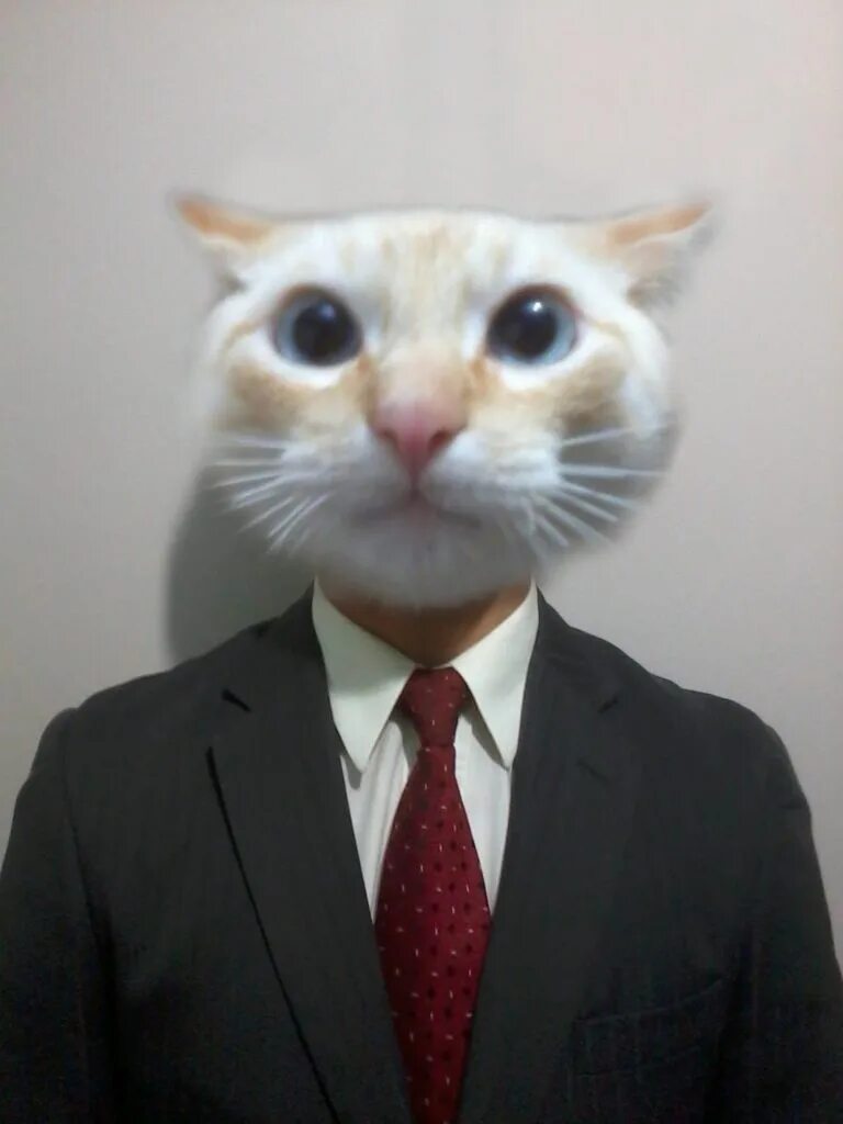 кот в костюме мем. кот в костюме адидас. коты в деловых костюмах. кот в костюме гопника. кот в адидасе.