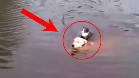 Сом утащил под воду