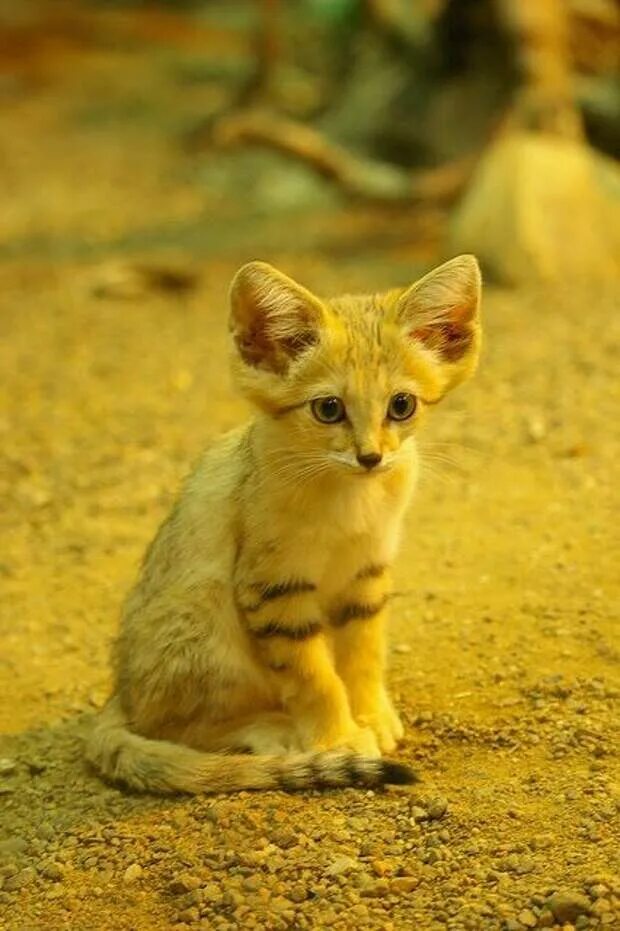 Барханный кот. Желтый котенок. Ушастые кошки.