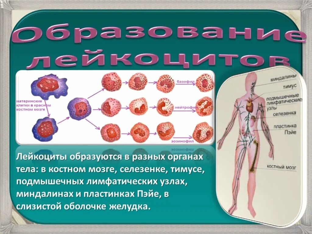 Образуются в красном костном мозге селезенке