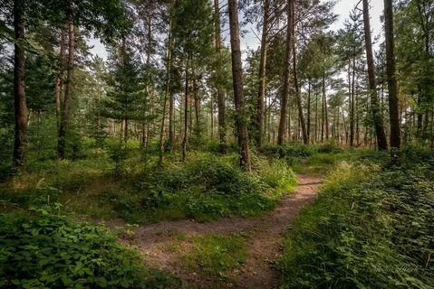 Екатеринбург лесной
