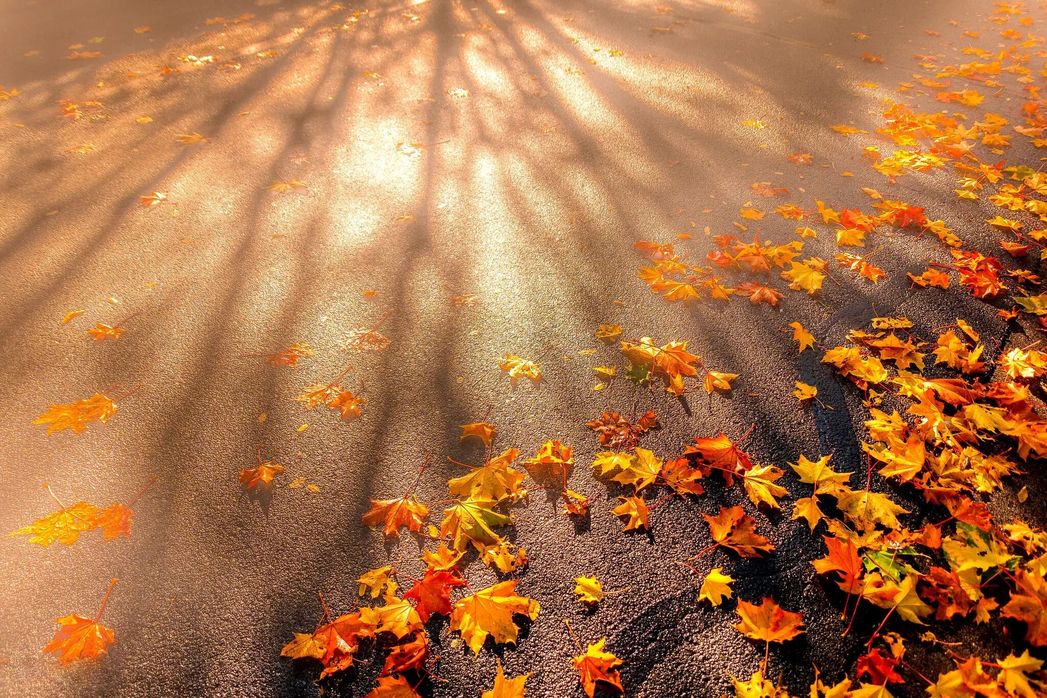 Листья на асфальте. Осенние листья на дороге. Листья на асфальте осень. Осенняя листва на дороге.