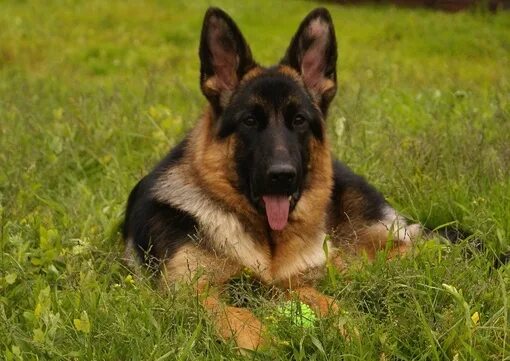 Basque Shepherd Dog