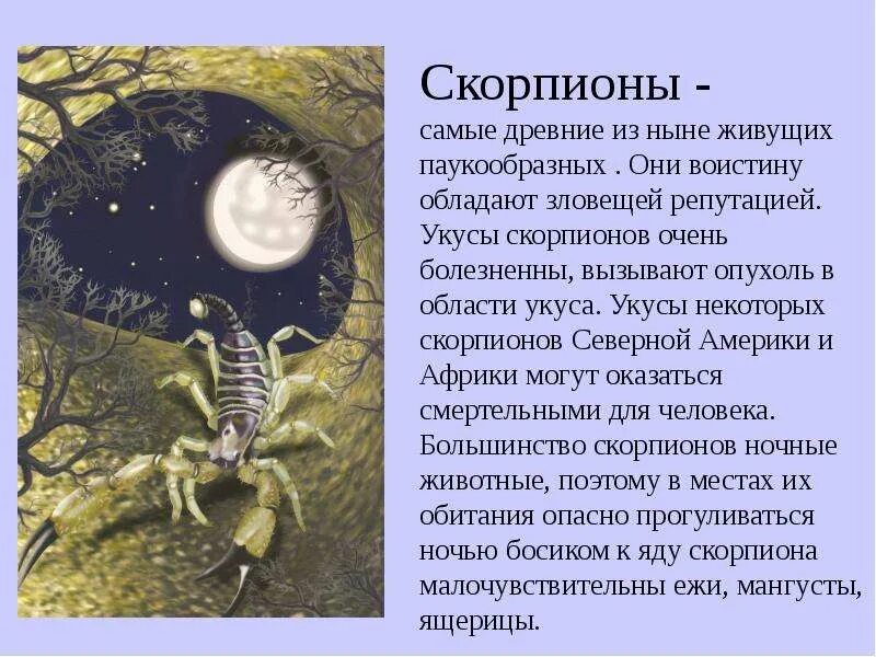 С какого по какое рождаются скорпионы. Скорпионы самые древние. рассказать о скорпионе. проект на тему скорпионы. рассказ о скорпионе.