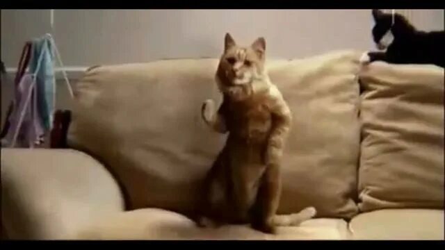 Two Incredibly Excited Cats Play With a Strand of Yarn Attached to a Spinning Ce
