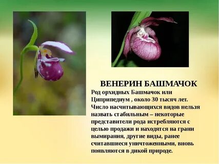 Венерин башмачок сколько формируется