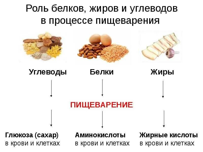 Можно ли белкам сахар. Белки жиры углеводы структура. Схема питания белки жиры углеводы. Белки жиры углеводы аминокислоты. Жиры и углеводы.