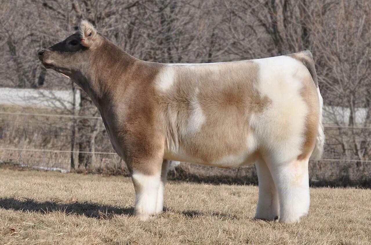 Порода Айова теленок. Плюшевая корова Айова. Айова порода коров. Порода Айова бык.