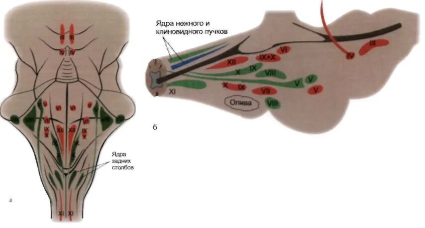 Ядра черепных нервов продолговатого мозга. Расположение ядер черепных нервов в стволе мозга. Ствол мозга ядра черепных нервов. Расположение ядер черепных нервов. Черепные нервы расположение ядер.
