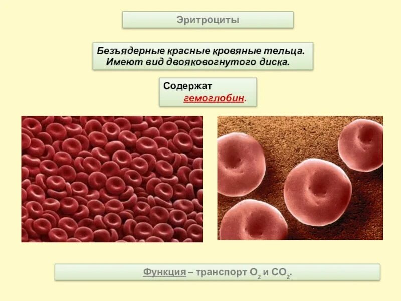 Классные кровяные тельца. Красные кровяные тельца называются. Безъядерные эритроциты. Гемоглобин и красные кровяные тельца.