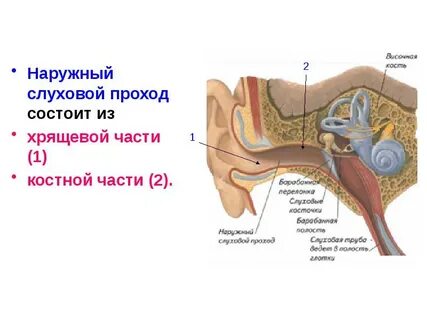 Наружный слуховой канал