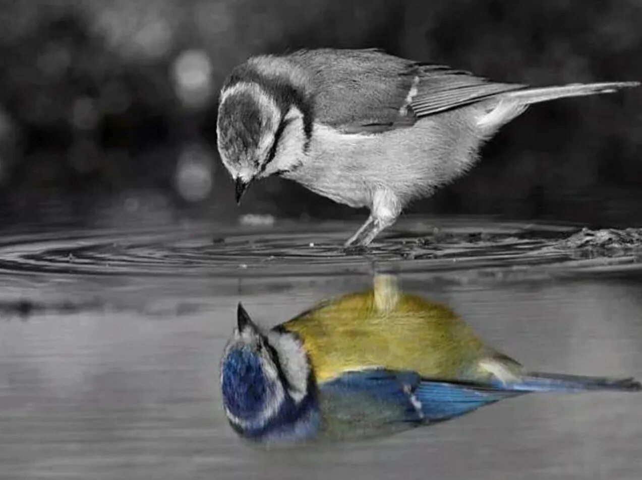 Ранняя птичка прочищает. Птицы. Птицы картинки. Синица птица. Отражение птиц в воде.