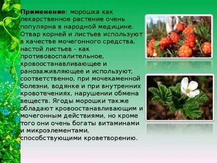 Сообщение о растениях в природе