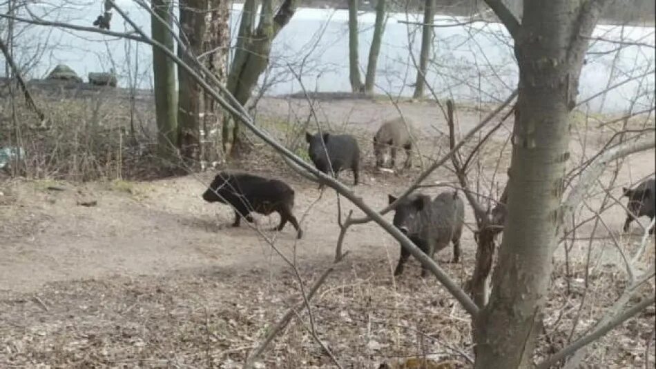 Дикий на каком канале. Кабаны в Приморском районе. Дикий кабан в городе. Кабаны семья.