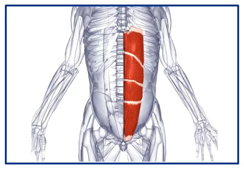 Прямая мышца находится. Rectus abdominis мышца. прямая мышца живота анатомия. musculus rectus abdominis анатомия. прямая мышца живота m. rectus abdominis.