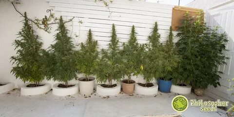 Grow center