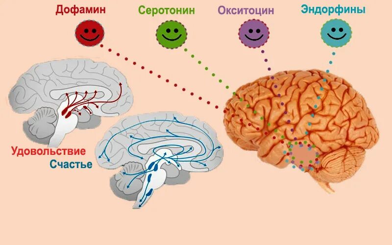 Чувство эндорфина песня. Химия мозга. Биохимия мозга. Гормоны мозга. Гормоны счастья Эндорфин серотонин дофамин окситоцин.