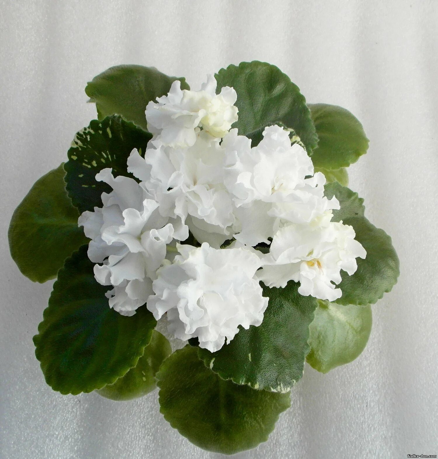 фиалка белый жемчуг щербаков. сенполия сорт ек-белая королева. ек-белая королева (коршунова). фиалка белая рапсодия. фиалка ек белая королева.