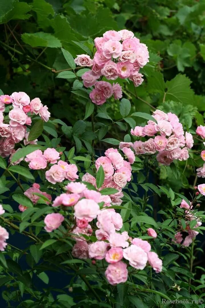 Хевенли пинк отзывы. Хевенли пинк отзывы. Хевенли пинк мускусная. Мускусные розы хевенли. Полиантовые розы хевенли пинк.