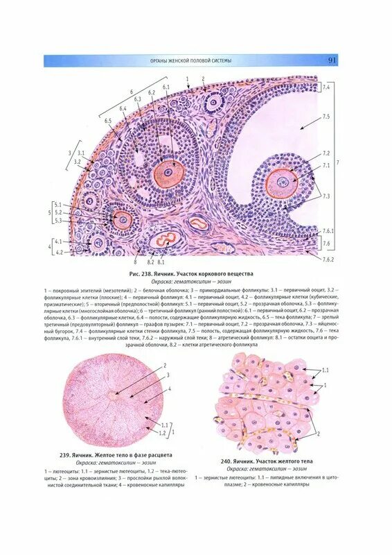 Граафов пузырек яичника. Схема гистологического строения жёлтого тела гистология. Яйцеклетка млекопитающего гистология. Яичник окраска гематоксилином и эозином. Яичник млекопитающего препарат гистология.