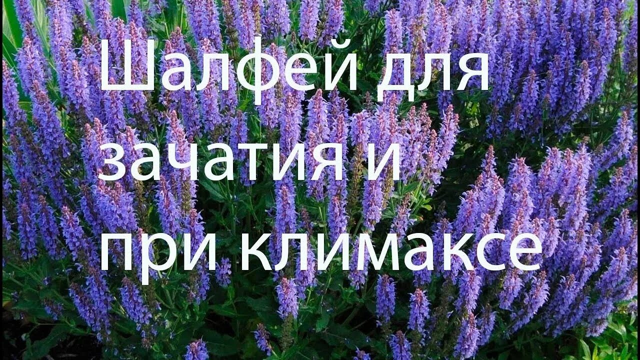 Шалфей трава в аптеке. Шалфей в пакетиках. Шалфей чай. Шалфей при потливости при климаксе. Препараты с шалфеем при климаксе.
