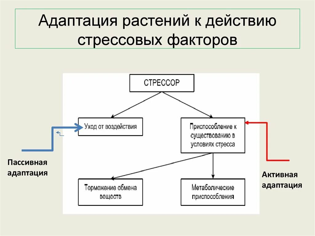 Стресс реакция адаптации. Стрессовые факторы растений. факторы вызывающие стресс у растений. физиология стресса растений. активная адаптация растений.