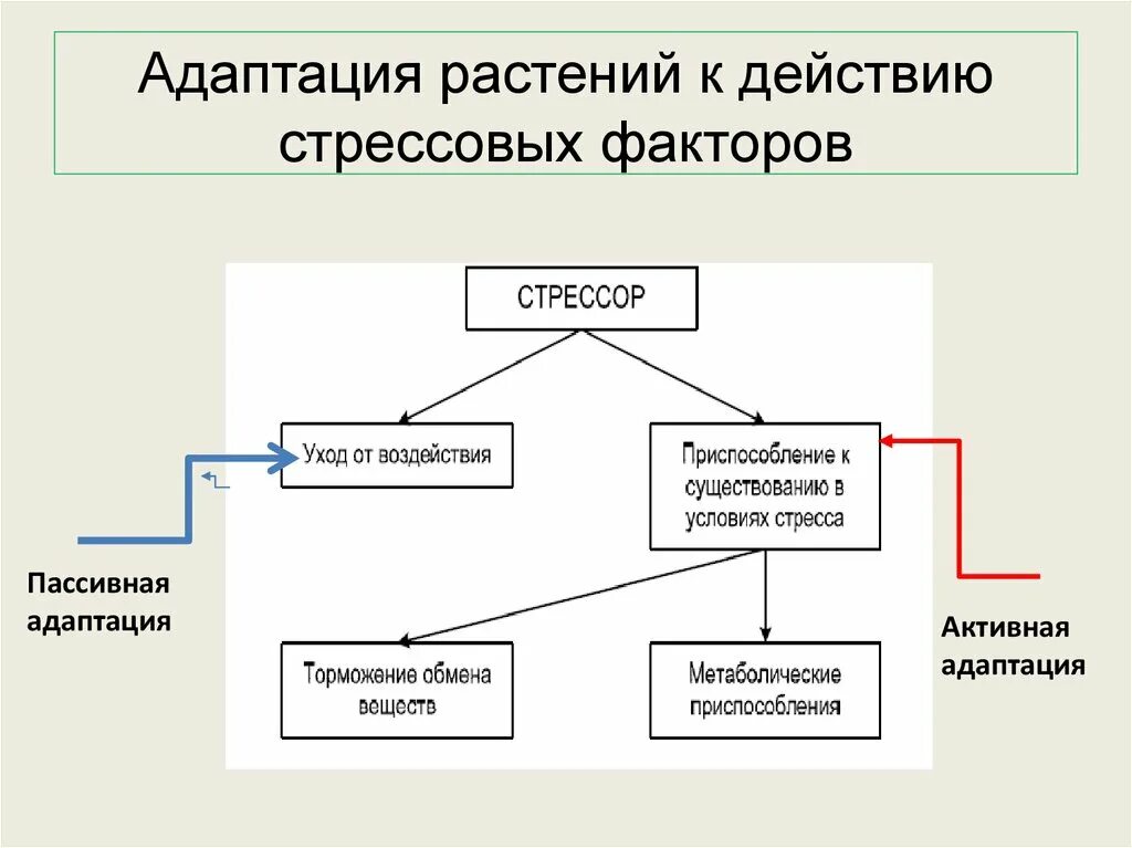 Стресс реакция адаптации. Стрессовые факторы растений. Факторы вызывающие стресс у растений. Физиология стресса растений. Активная адаптация растений.