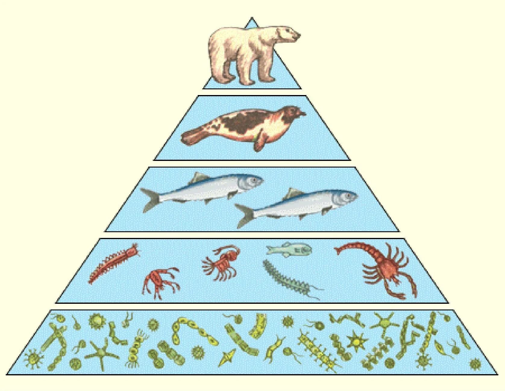 Экологическая пирамида морской экосистемы. Экологическая пирамида консументы. Экологическая пирамида биомассы. Пищевая экологическая ,трофическая пирамида.