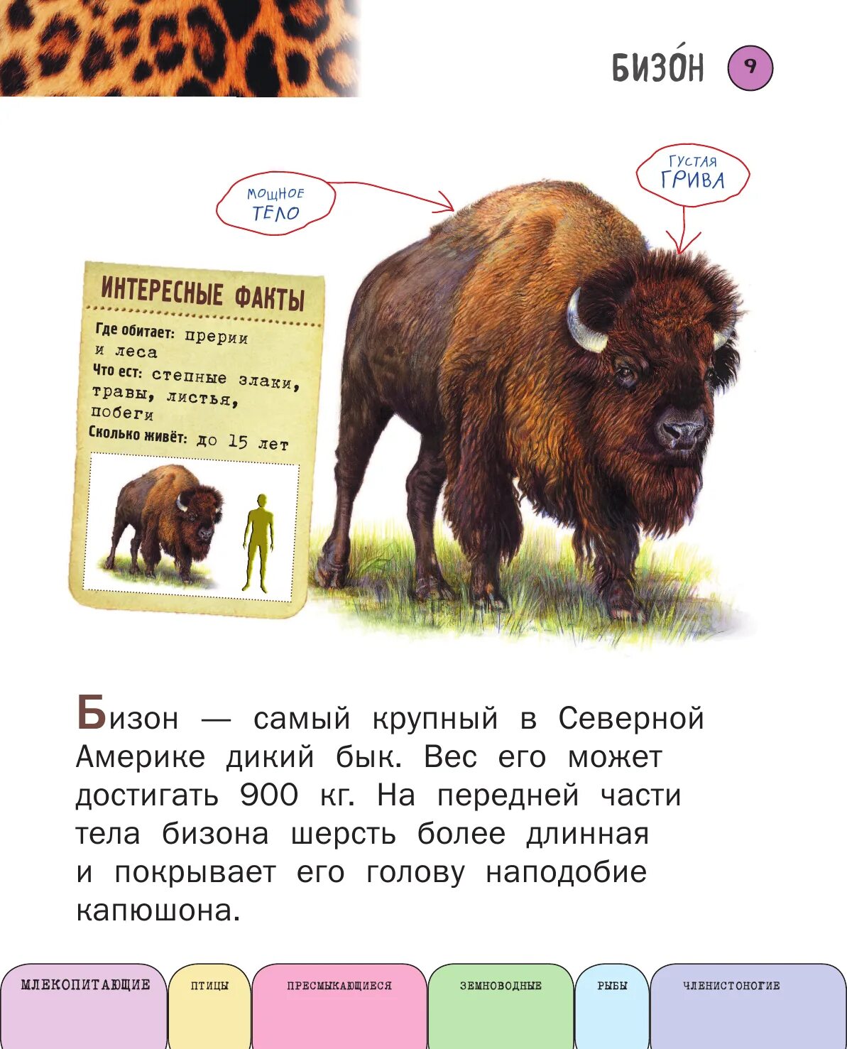 Животное на букву а. Животное на букву н. Азбука животных на английском. Буквы с изображением животных. Зверек на букву н.