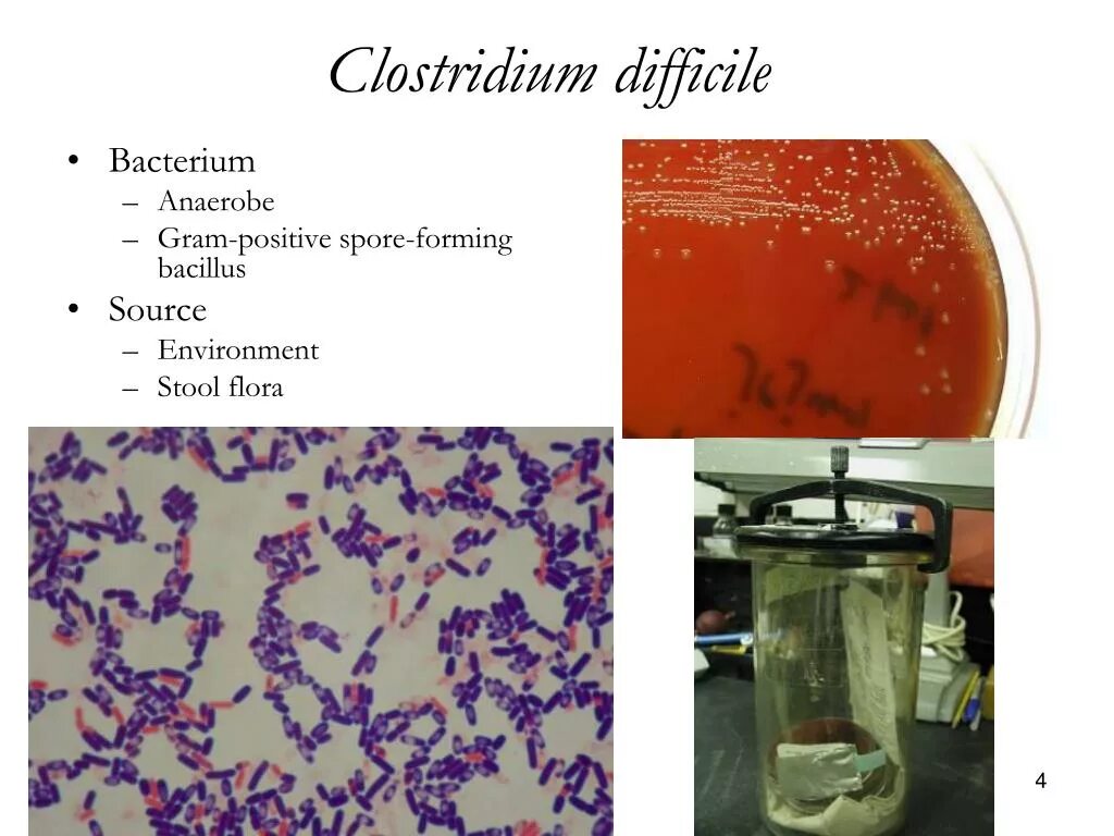 Clostridium difficile что это. Клостридии патогенные и непатогенные. Клостридии диффициле обследование. Клостридиум диффициле микробиология.