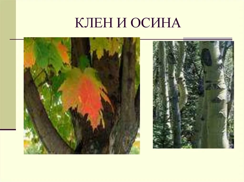 Осина клен. Осина экосистема. Осина и клен отношения. Клен и осина искусственная экосистема. Какие отношения складываются между осиной и березой