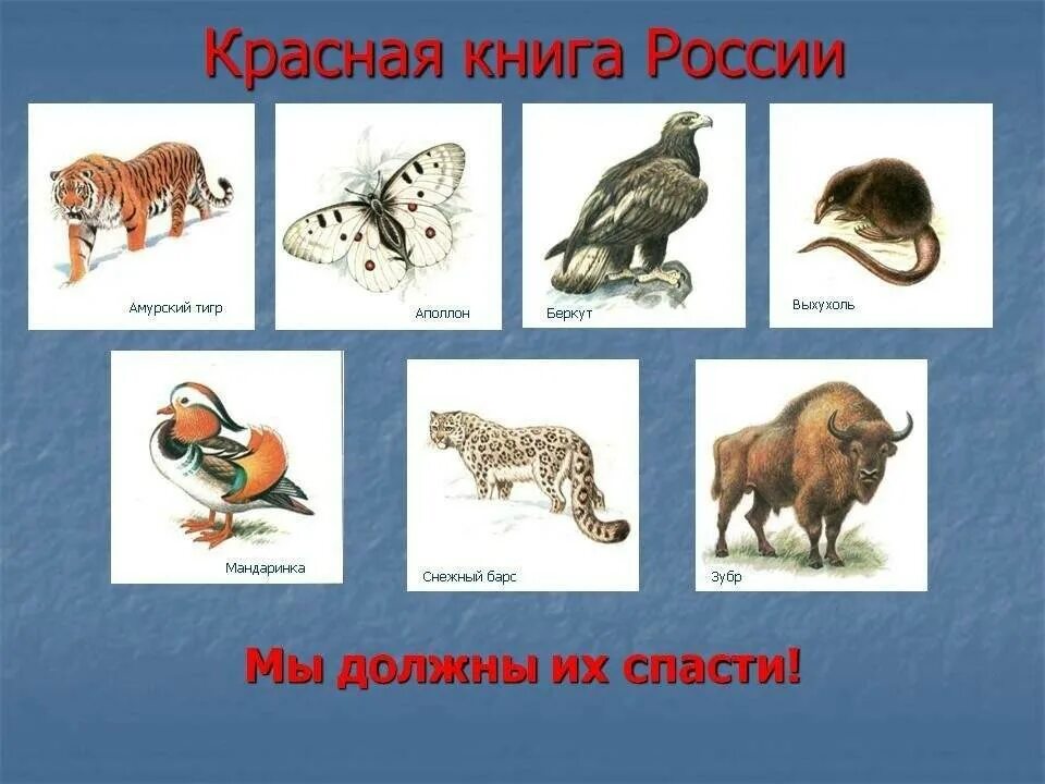 Название животных окружающий мир. Названия животных занесенных в красную книгу россии. какие животные и растения занесены в красную книгу россии. растения и животные внесенные в красную книгу. 5 животных занесенных в красную книгу.