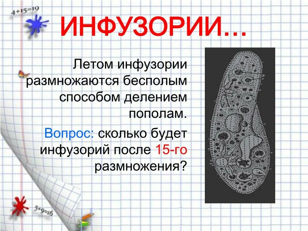 Какую функцию у инфузории. Характеристика инфузории. тип инфузории. функции инфузории. общая характеристика инфузории туфельки.