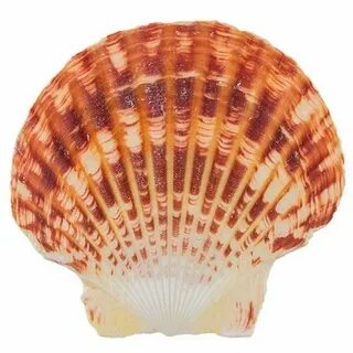 Ракушка 5