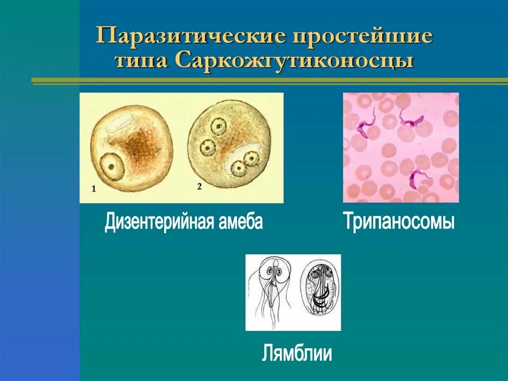 Фотографии ЛАТИНСКИЕ НАЗВАНИЯ ПАРАЗИТОВ