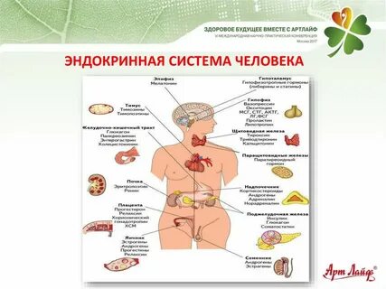 Что такое эндокринная система человека