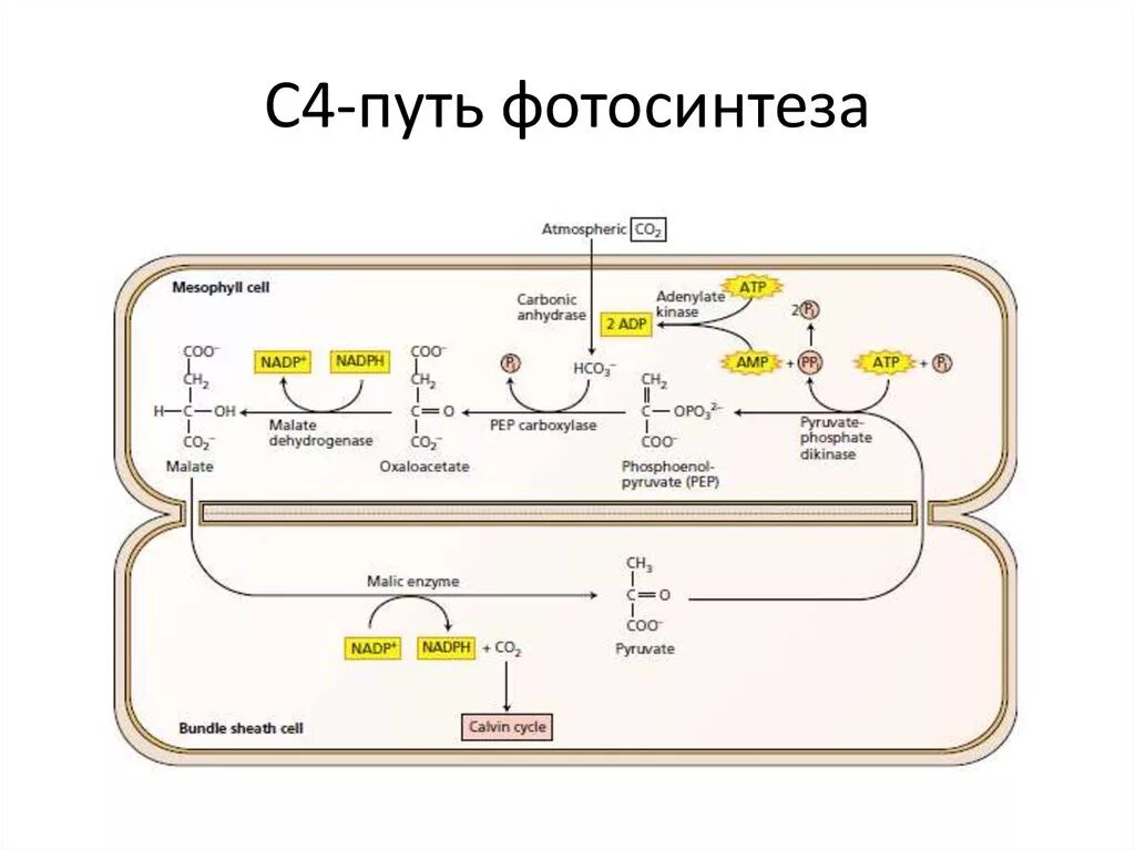 Путь фотосинтеза в воде. Фотосинтез с4 путь хэтча Слэка. С4-путь фотосинтеза (цикл хетча — Слэка). С4 путь фотосинтеза растения. Цикл хэтча-Слэка с 4.