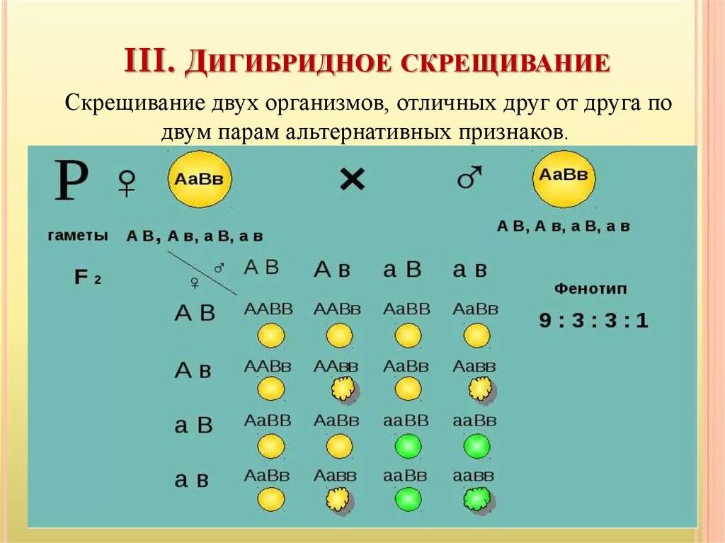 При дигибридном скрещивании двух гетерозиготных. Дигибридное скрещивание дигетерозигот. дигибридное скрещивание двух дигетерозигот. дигибридное скрещивание дигетерозигот расщепление. скрещивание 2 дигетерозигот.