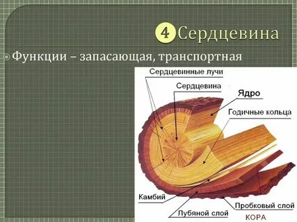 Дерево какие ткани