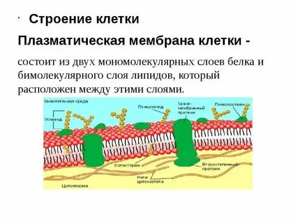 Влияние различных факторов на мембрану клеток