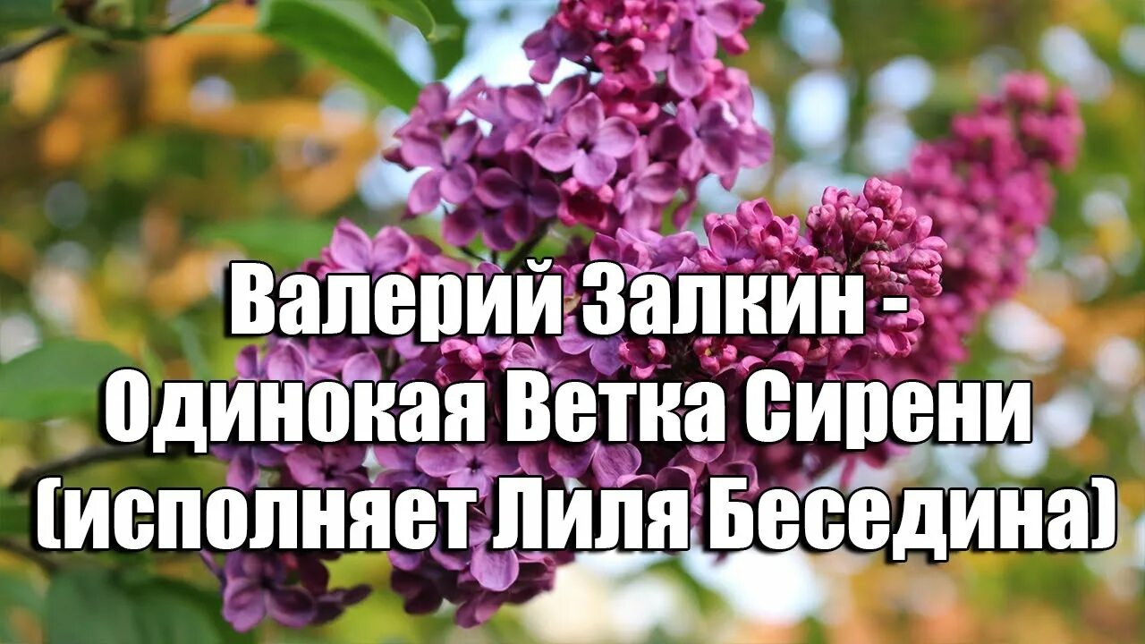 Залкин сирень слушать. Лилия Беседина ветка сирени. Лилия Беседина одинокая ветка сирени.